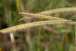 Toothache grass